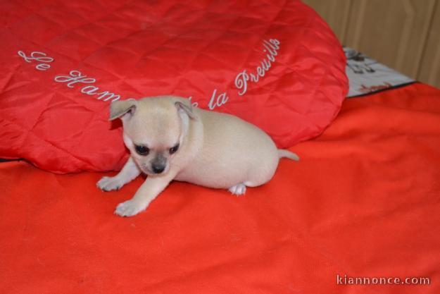 Magnifique chiot type chihuahua (femelle)