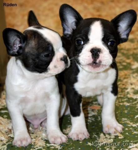 Chiot Bouledogue francais francais