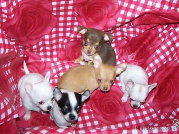 Chihuahua miniature poil court