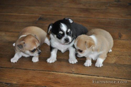 Superbes Chiots Chihuahua Pure Race Poils courts