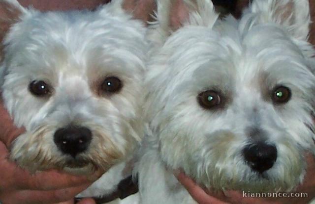 RECHERCHE WESTIE CESAR A ADOPTER