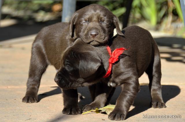 CHIOTS TYPE LABRADOR RETRIEVER CHOCOLAT