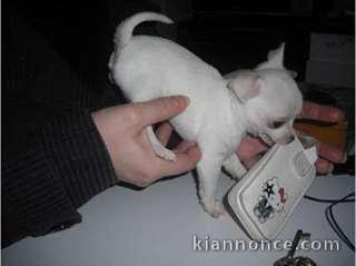 Chiot type chihuahua femelle à donner