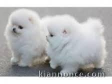 Adorables chiots race spitz nain 