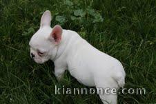 Adorable chiot bouledogue français LOF