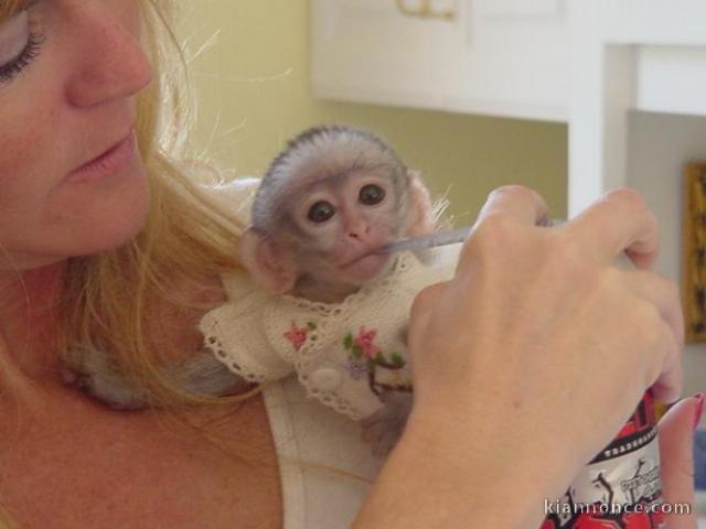 singes capucins belle vue de son adoption