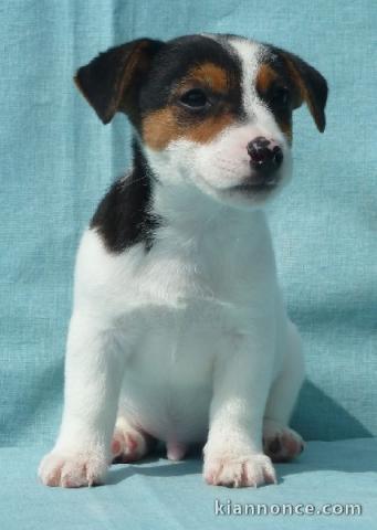 A ADOPTER Adorables chiots jack russell