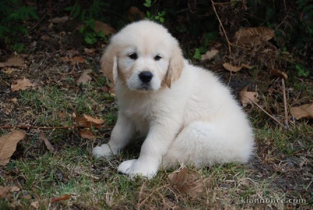      Donne adorables golden retriever Femelle de 3 mois.  