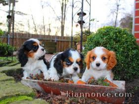 Adonner Chiot  Cavalier King Charles tricolore et blenheim