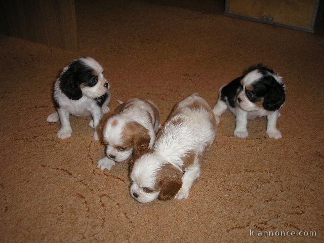 chiots cavalier king charles LOF  a réserver