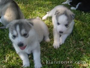 Adorables chiots husky de siberie