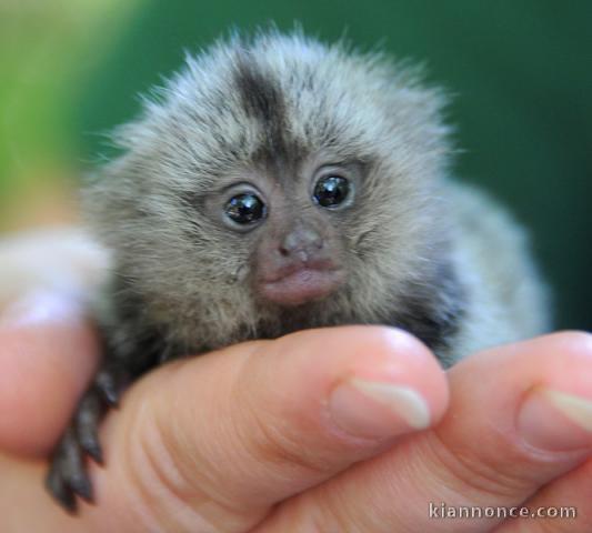 Deux adorables bébés singes ouistiti pygmée