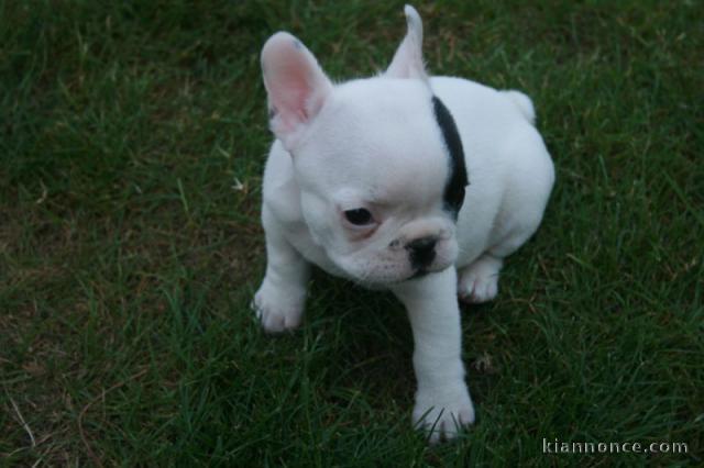 Chiot type bouledogue français à donner