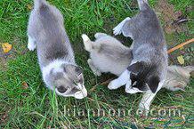 Saillie husky siberien