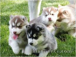 Saillie husky siberien