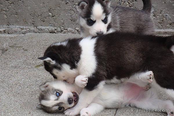 tres beaux chiots husky de siberie 