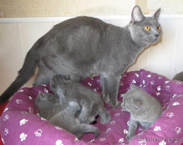 chatons de type chartreux