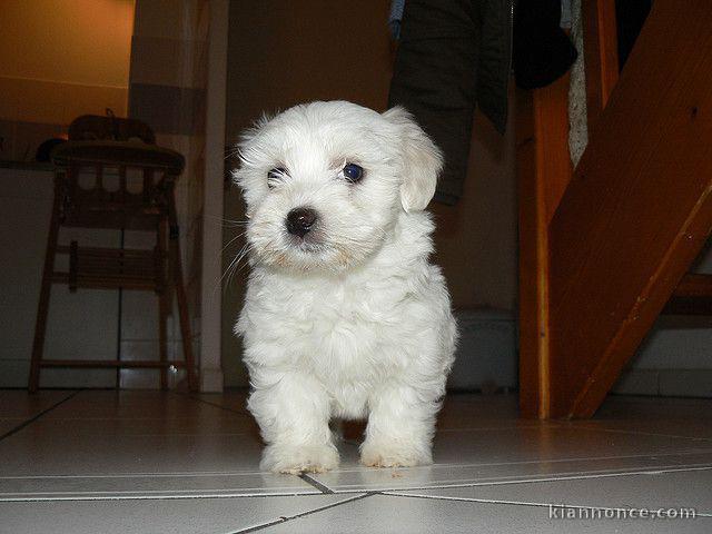 A donner chiot type bichon maltais