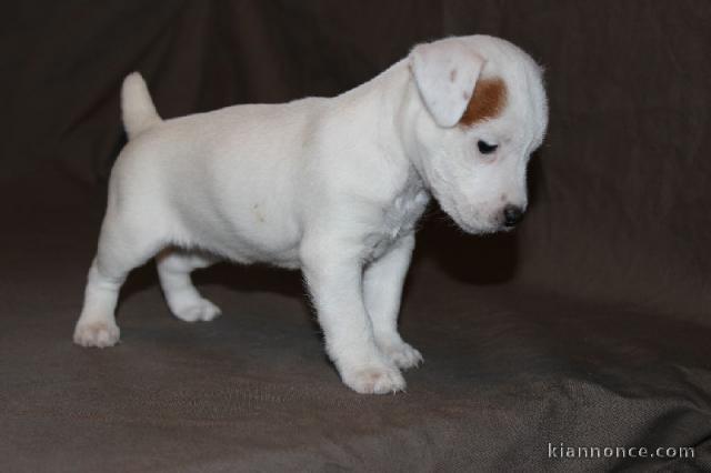 Jack Russell Terrier a donner