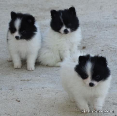 A donner magnifiques chiots spitz allemand