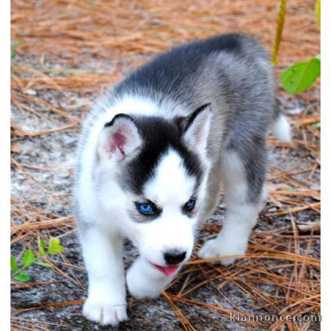 Magnifiques chiots husky de siberien