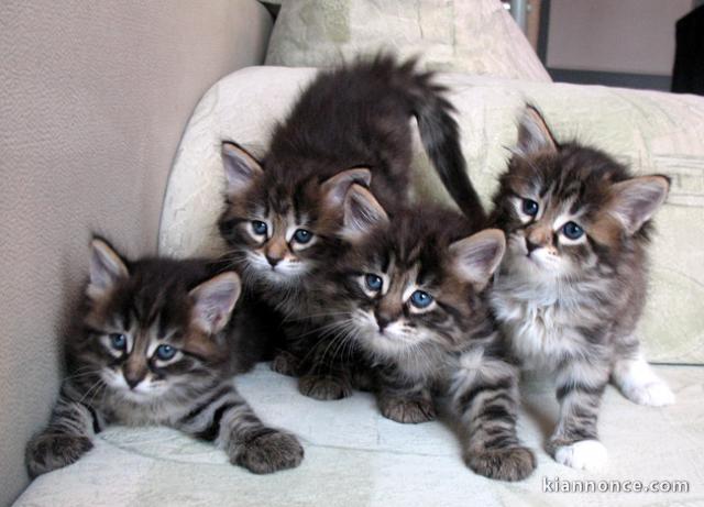 Magnifique chatons type Siberien non LOF