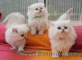  Superbe chaton persan