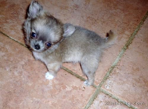 Chiot femelle type chihuahua poil long non lof