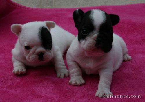 chiot bouledogue francais