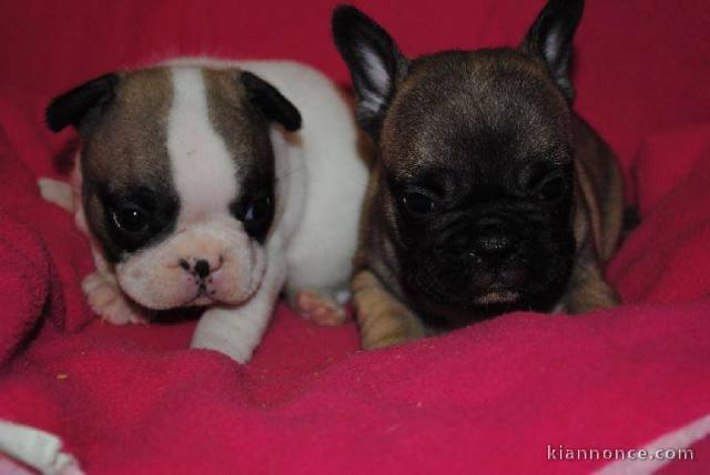 Chiots Bouledogue Francais déjà disponibles pour adoption