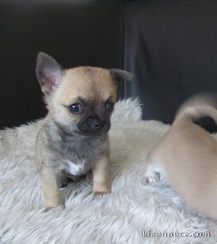 un jolie chiot chihuahua