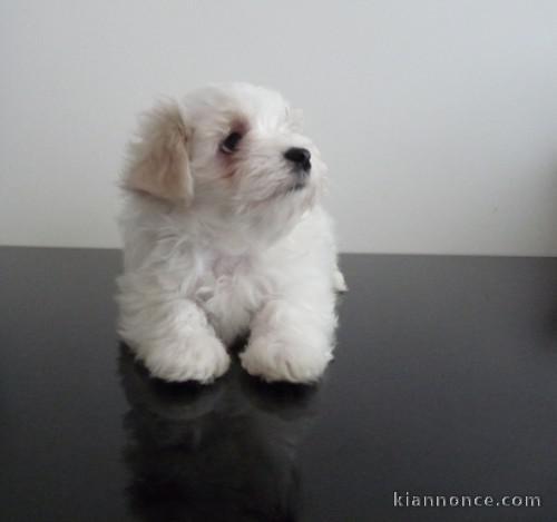  adorables chiots femelle de type bichon maltais