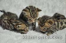 trois magnifiques et adorables chatons bengal
