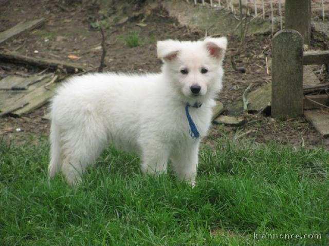 Mimi chien Berger Blanc Suisse 