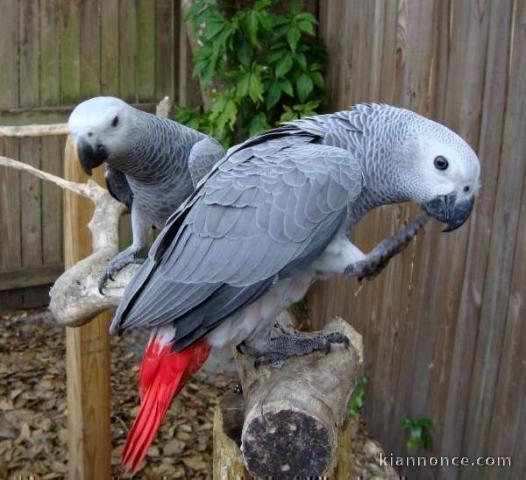 Magnifique couple perroquet gris du Gabon femelle