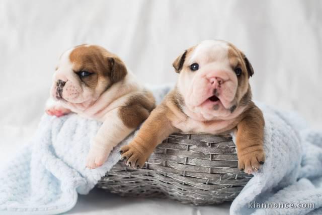  Magnifiques chiots Bulldog Anglais 