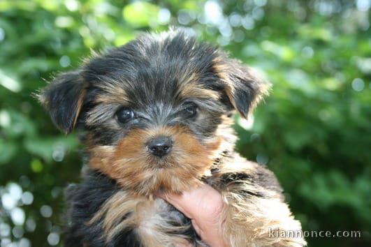  Yorkshire Terrier mâle très très petit et gentil