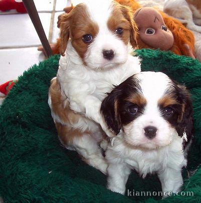 Bebe cavalier king charles femelle et male 