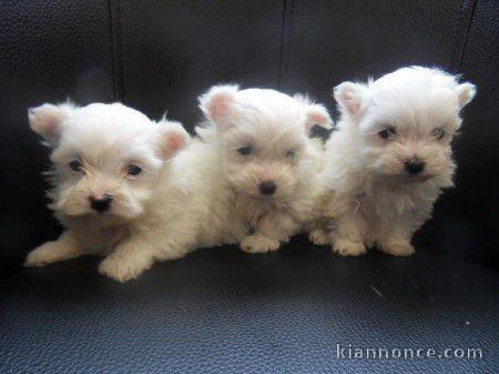 Chiots bichon mâle et femelle.