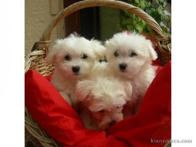 Chiots bichon Maltais blancs LOF