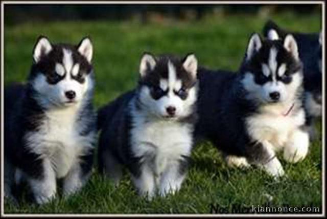 Magnifiques chiots husky de sibérie LOF