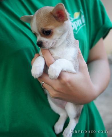 splendide chiot de race chihuahua disponible