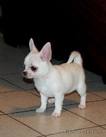 chiot de race chihuahua disponible pour adoption