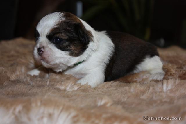 Donne super chiot Shih Tzu vacciné