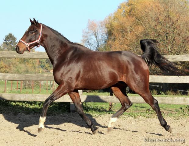 Hongre KWPN de 4 ans : Calato Z x Le tot de semilly