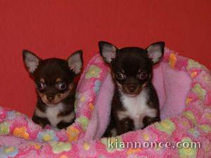 disponible a donner Chiots Chihuahua Miniature