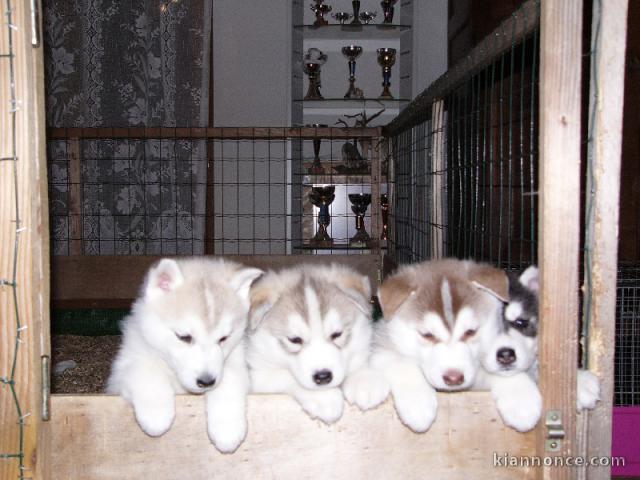  MAGNIFIQUE BB HUSKY DE SIBERIE A DONNER