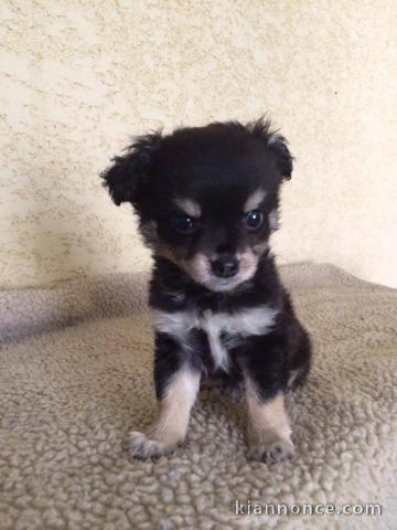 Chiot chihuahua disponible de suite..