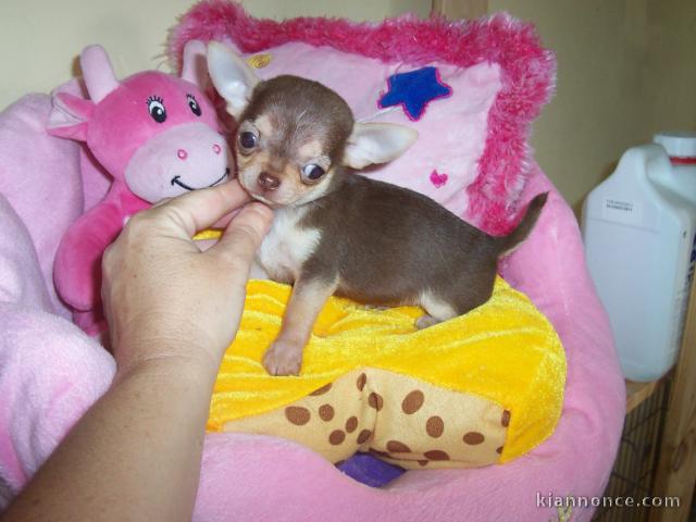 Magnifique chiots chihuahua disponible.