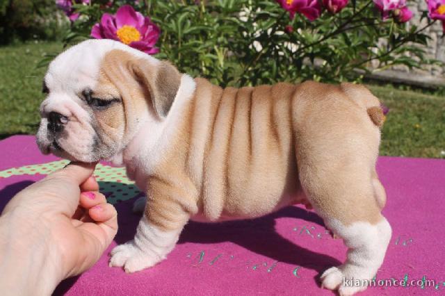 magnifique petite chienne de type bulldog anglais